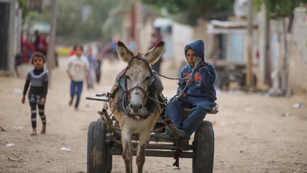 إسرائيل تسرق حمير غزة وترحلهم إلى فرنسا وبلجيكا.. تفاصيل