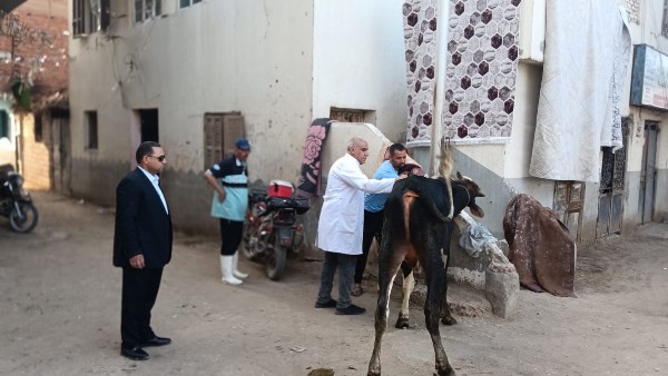 "الزراعة" تطلق حملة قومية لتحصين الماشية ضد الحمى القلاعية والوادي المتصدع