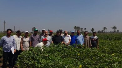 حقول إكثارات القطن الجديدة بحالة ممتازة