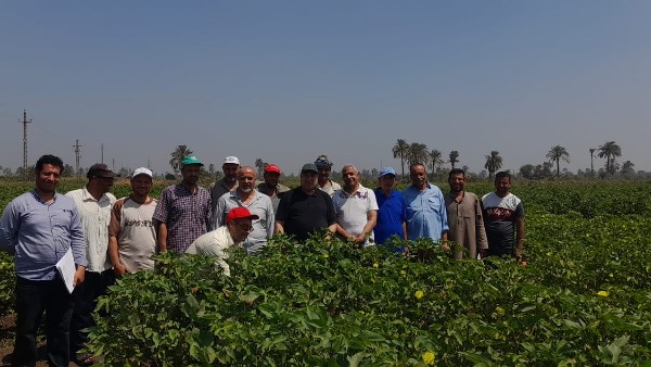 حقول إكثارات القطن الجديدة بحالة ممتازة