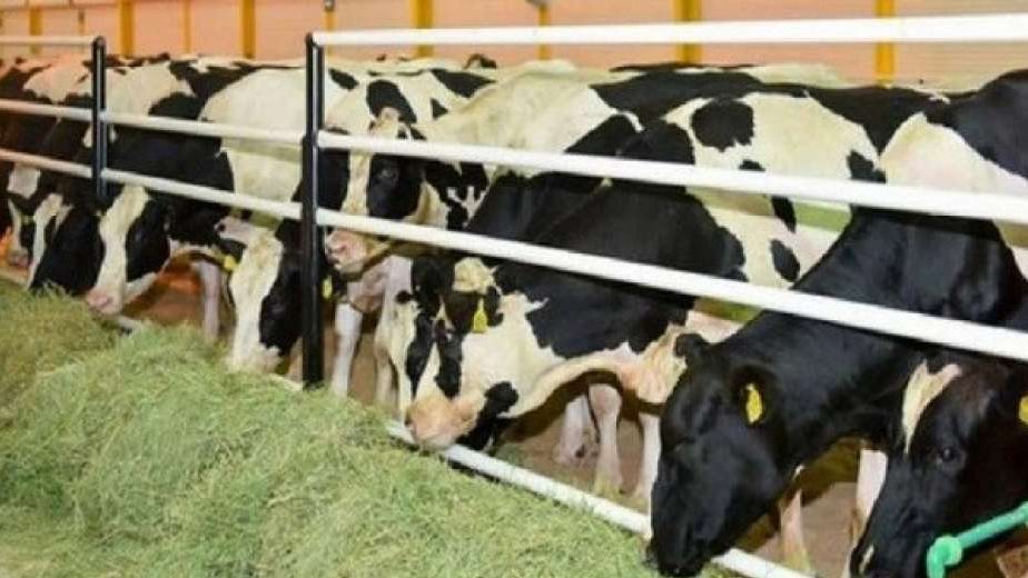نهضة شاملة.. كيف تعمل الدولة على زيادة انتاجية اللحوم والدواجن؟